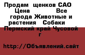 Продам ,щенков САО. › Цена ­ 30 000 - Все города Животные и растения » Собаки   . Пермский край,Чусовой г.